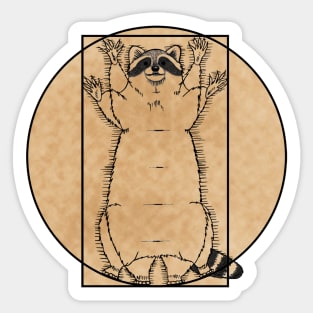 Vitruvian Raccoon Sticker